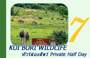 Kui Buri Wildlife ทัวร์ส่องสัตว์ Private Half Day