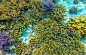 Coral Reef Point: จุดดำน้ำที่รวมในแพ็คเกจ