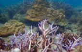 Coral Reef Point: จุดดำน้ำที่รวมในแพ็คเกจ