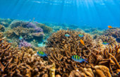 Coral Reef Point: จุดดำน้ำที่รวมในแพ็คเกจ