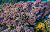Snorkeling and Beach Activities