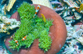 Snorkeling and Beach Activities