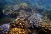 เกาะซาลิ  - Snorkel Spots
