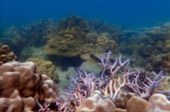 เกาะซาลิ  - Snorkel Spots