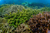 เกาะซาลิ  - Snorkel Spots