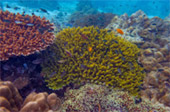 เกาะซาลิ  - Snorkel Spots