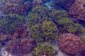 เกาะซาลิ  - Snorkel Spots